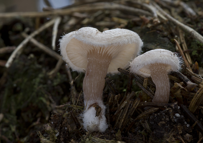 Ripartites tricholoma